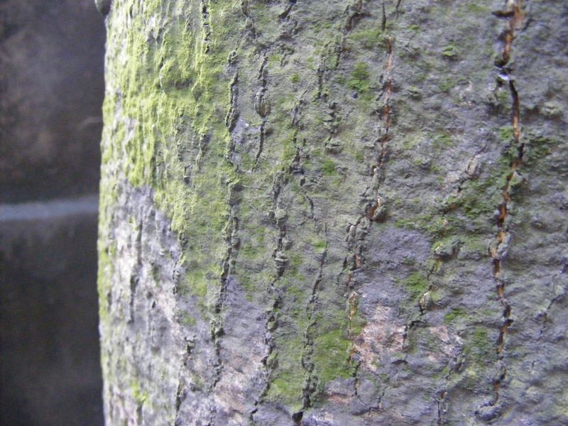 ملف:Mango Bark.jpg