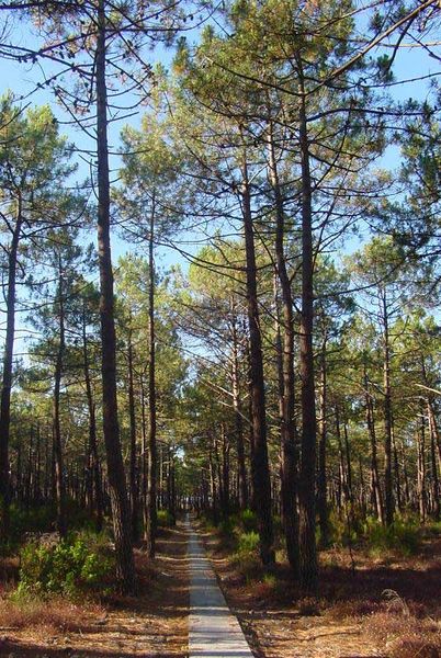 ملف:Pinus pinaster.jpg