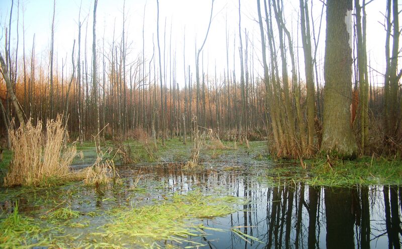 ملف:Potok Sucha (dopływ Szprotawy).jpg