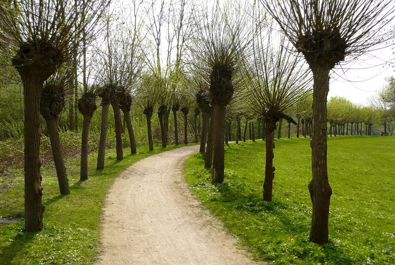 ملف:Seufzerallee Frühjahr 2.jpg