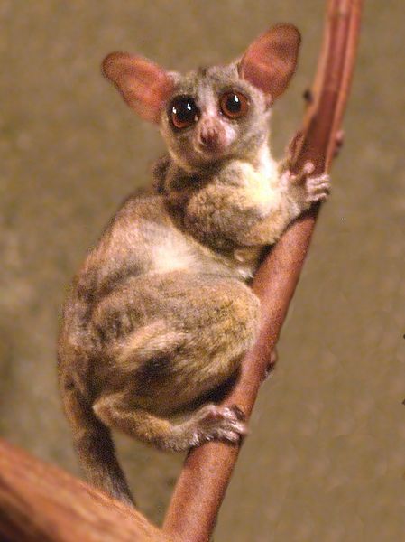 ملف:Galago senegalensis.jpg