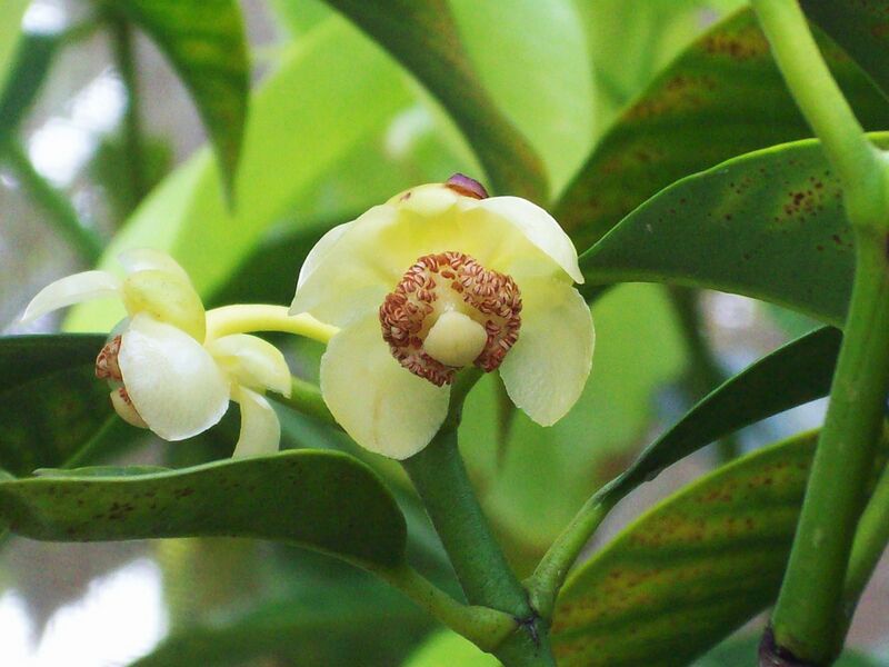 ملف:Garcinia macrophylla.jpg