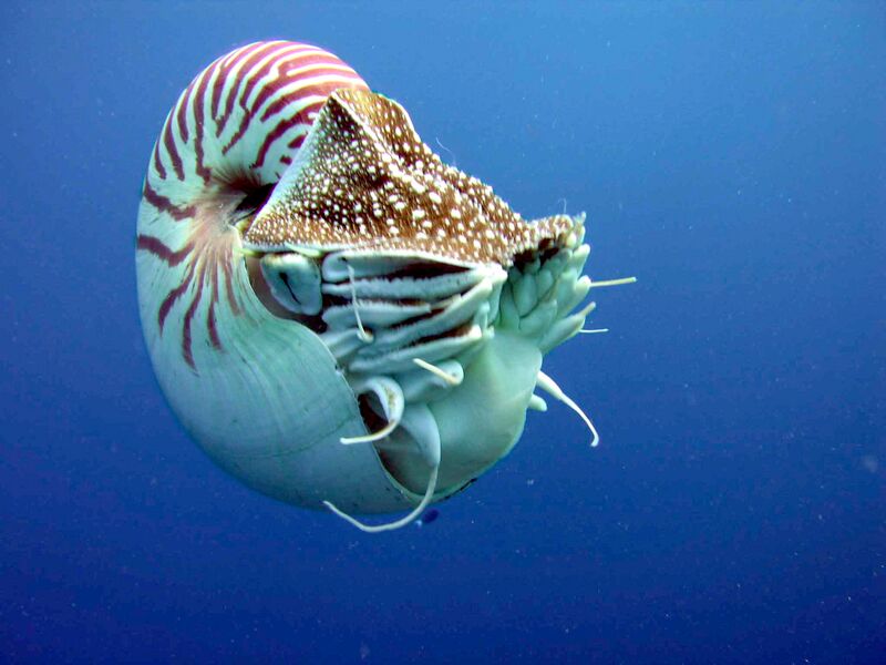 ملف:Nautilus belauensis profile.jpg