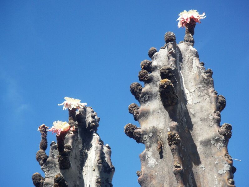 ملف:Neoraimondia arequipensis ICA-PERU.JPG