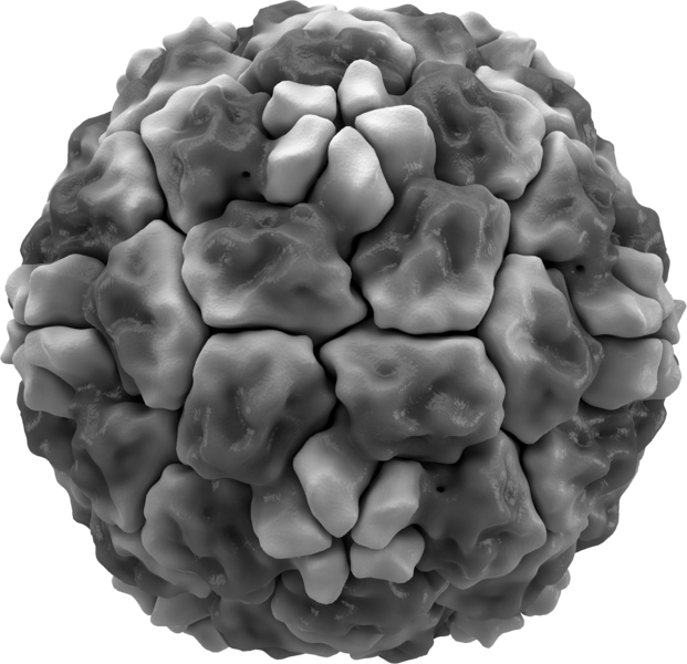 ملف:Rhinovirus isosurface.png