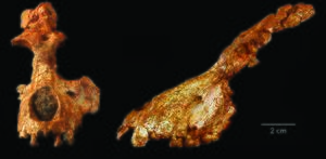 Saadanius hijazensis 001.jpg