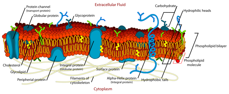 ملف:Cell membrane detailed diagram en.svg