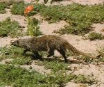 Egyptian Mongoose 2.jpg