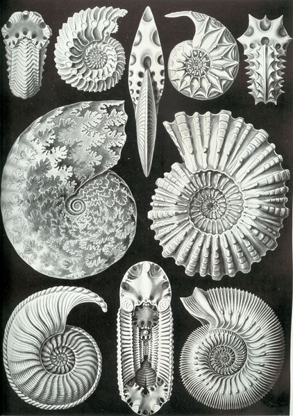 ملف:Haeckel Ammonitida.jpg