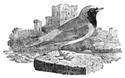 Redstart
