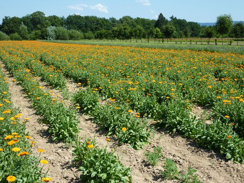 ملف:Calendula-Feld Heilpflanzengarten.jpg