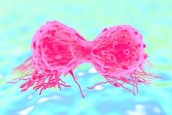 الانقسام الخلوي.