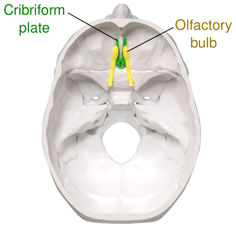 ملفCribriform plate and Olfactory nerve superior view.svg المعرفة