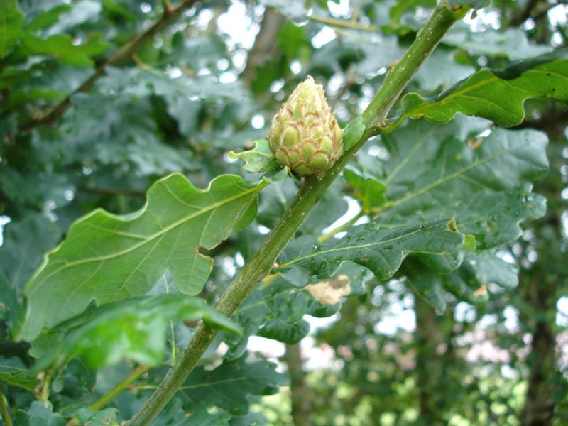 ملف:Diplolepis Quercus01.jpg