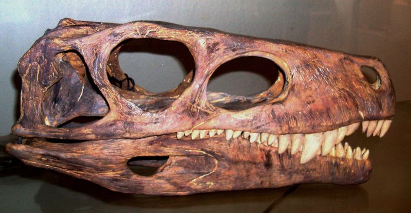 ملف:Herrerasaurus1.JPG