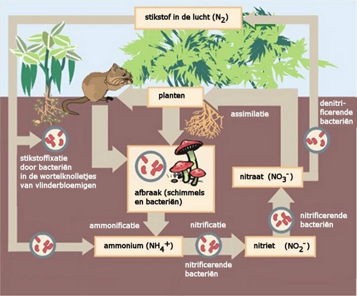 ملف:Nitrogen Cycle Dutch text.jpg