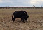 Water Buffalo and calf, Ludas Lake, Serbia.jpg