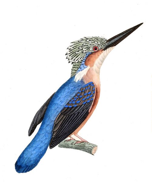 ملف:Alcedo vintsioides.jpg