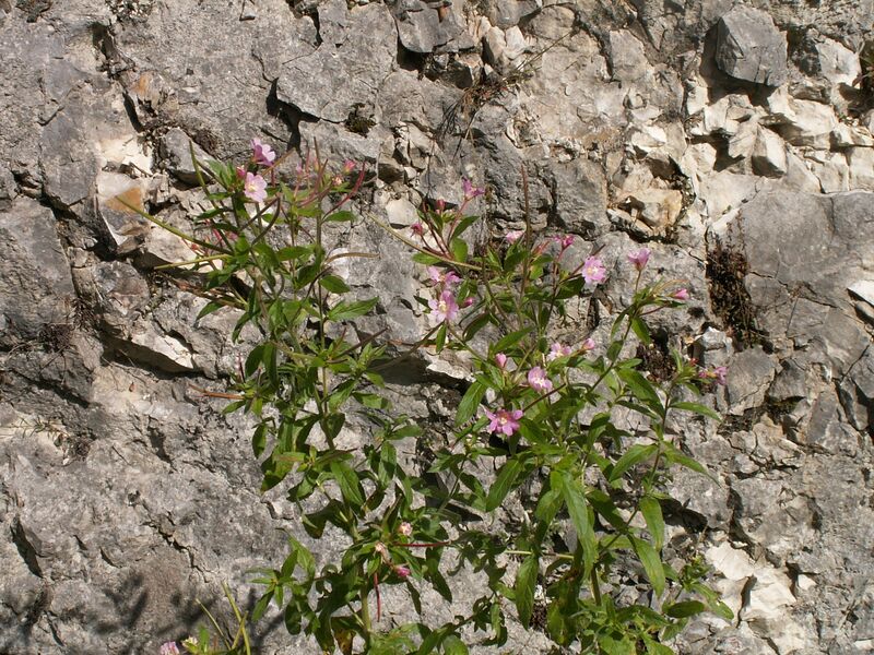 ملف:Epilobium montanum06.jpg