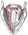 عضلات الحنجرة كما تُرى من الأعلى.