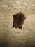 Myotis mystacinus hibernation4.JPG