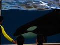 Orcas at Loro Parque 01.JPG