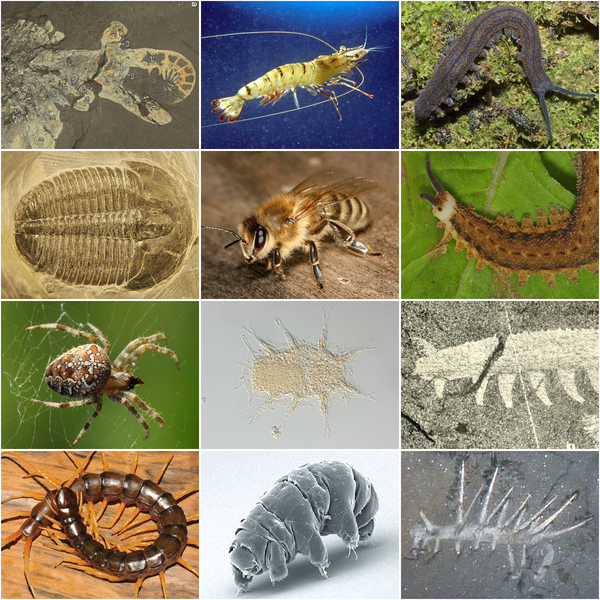ملف:Panarthropoda collage.png