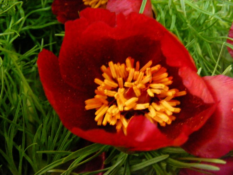 ملف:Peony2.jpg