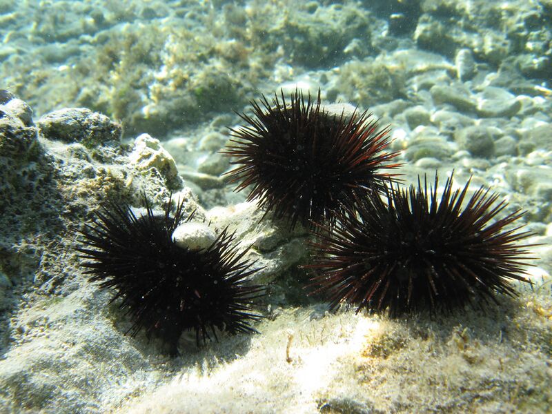 ملف:Sea Urchins.JPG