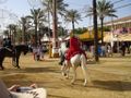 Horse Riding at Fair of Jerez de la Frontera