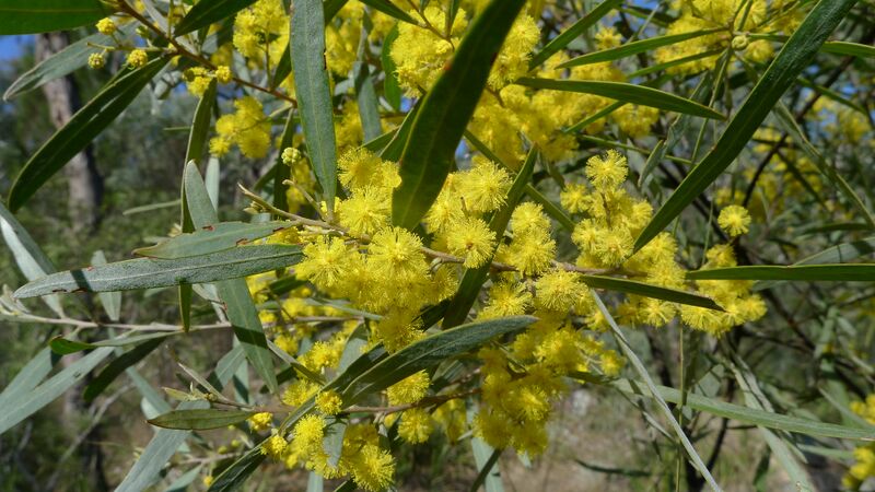 ملف:Acacia neriifolia flowers.jpg