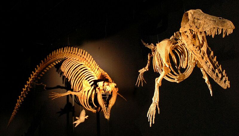 ملف:Cynthiacetus and Ambulocetus.jpg