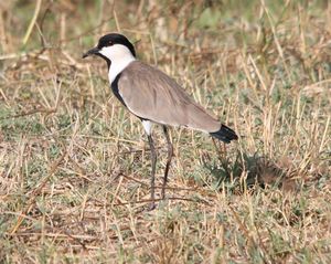 Flickr - don macauley - Vanellus spinosus.jpg