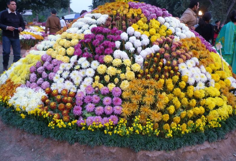 ملف:Chrysanthemum.show.jpg