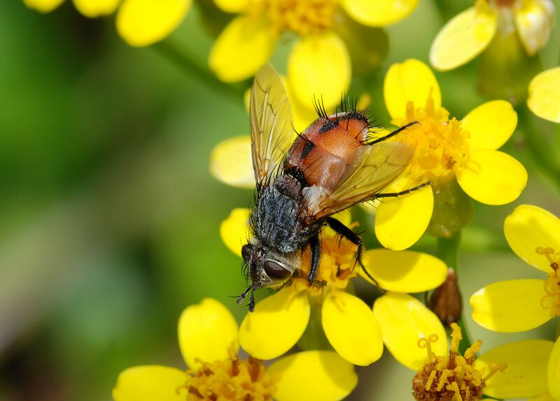 ملف:Fly June 2009-1.jpg