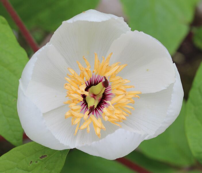 ملف:Paeonia japonica flower.JPG