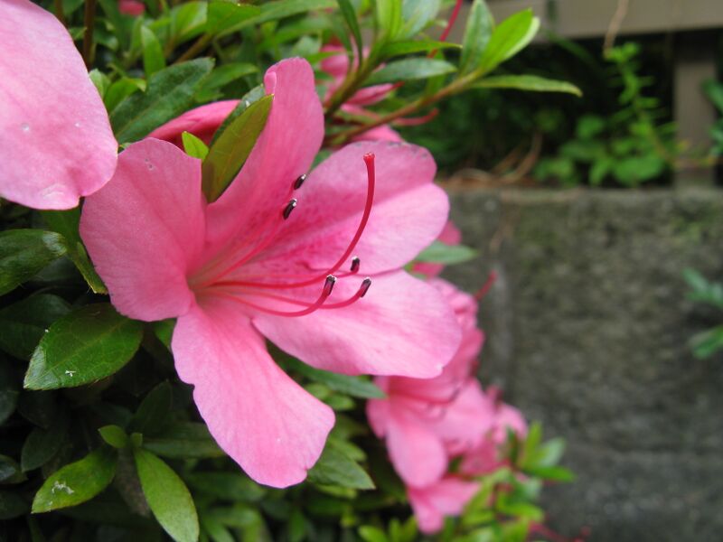 ملف:Rhododendron indicum1.jpg