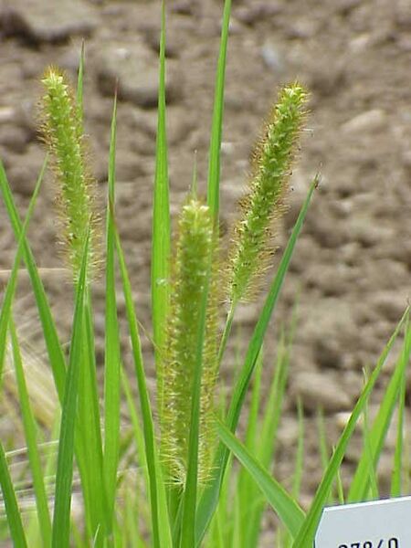 ملف:Setaria viridis2.jpg