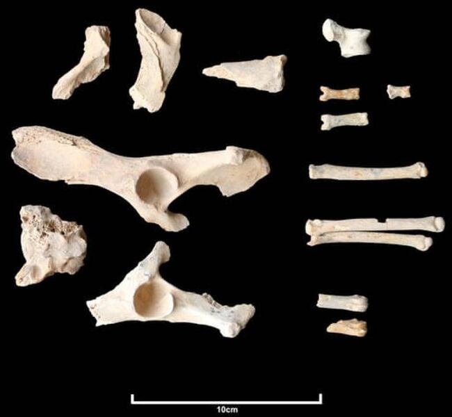 ملف:عظام الحيوانات التي عثر عليها في العلا، مارس 2021.jpeg