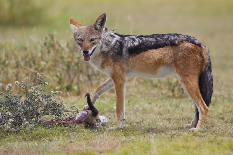 ملف:2012-bb-jackal-1.jpg