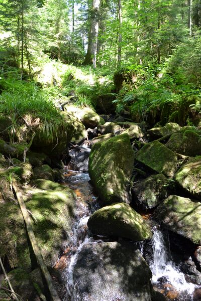 ملف:Barba Le Tholy.JPG