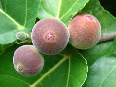 Trunk of Sacred Fig at Flamingo Gardens.