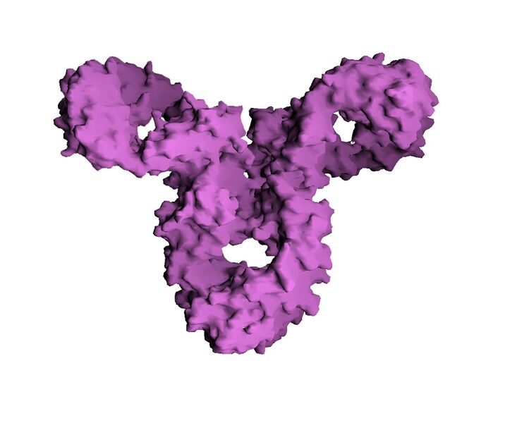 ملف:IgG molecular surface.jpg
