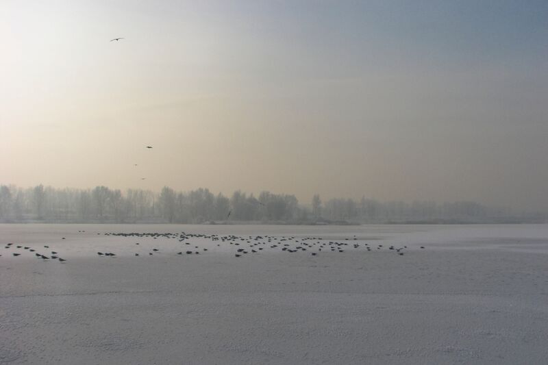 ملف:Krakow Bagry winter 2010.jpg