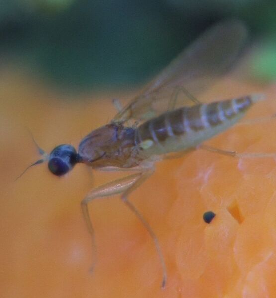 ملف:Phyllodromia melanocephala - 2015-06-30b.jpg