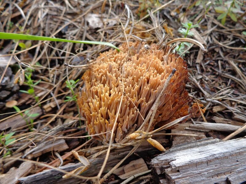 ملف:Ramaria flavescens 01.JPG