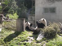 Taiwan pandas after earthquake.JPG
