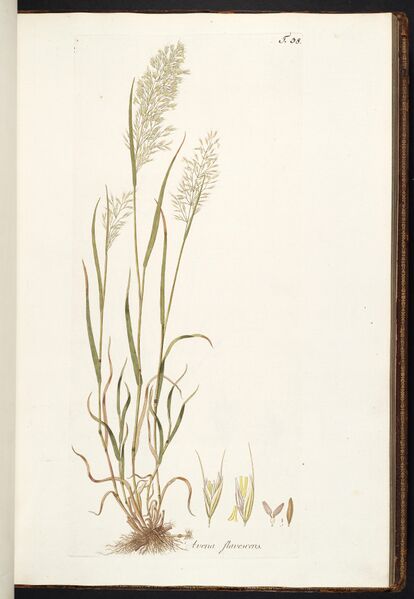ملف:Trisetum flavescens illustration (01).jpg