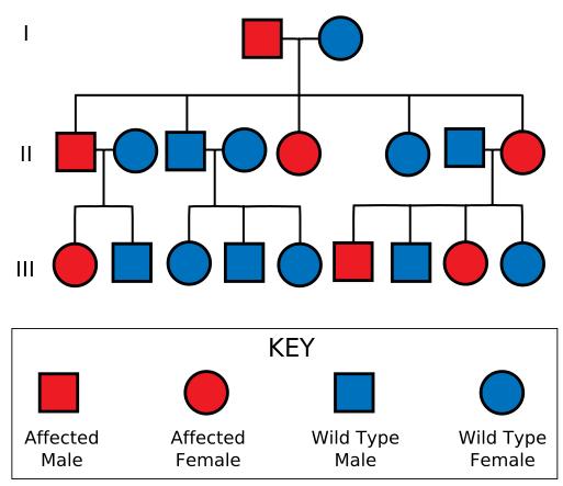 ملف:Autosomal Dominant Pedigree Chart2.svg