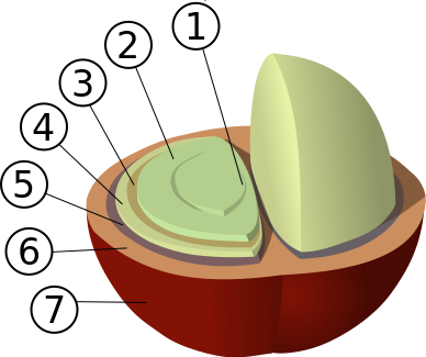 ملف:Coffee Bean Structure.svg